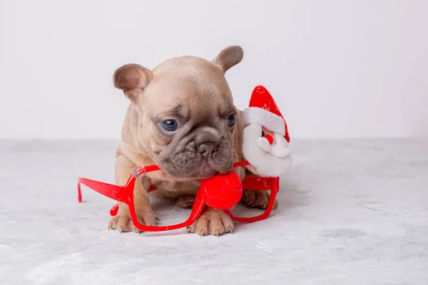 Cachorrinho Bulldog Francês Para Fundo Natal Óculos Carnaval Santa Natal — Fotografia de Stock