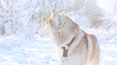 Kış ormanında sevimli, iri bir köpek.