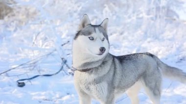 Kış ormanında sevimli, iri bir köpek.