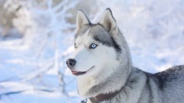Kış ormanında sevimli, iri bir köpek.