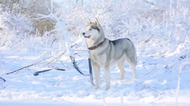Kış ormanında sevimli, iri bir köpek.