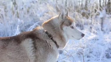 Kış ormanında sevimli, iri bir köpek.
