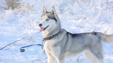 Kış ormanında sevimli, iri bir köpek.