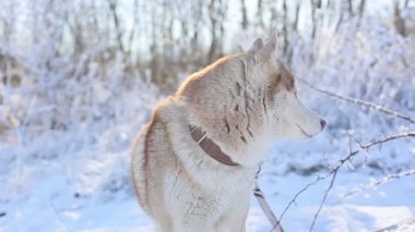 Kış ormanında sevimli, iri bir köpek.