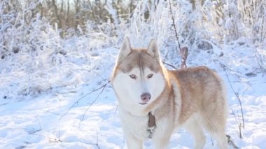 Kış ormanında sevimli, iri bir köpek.