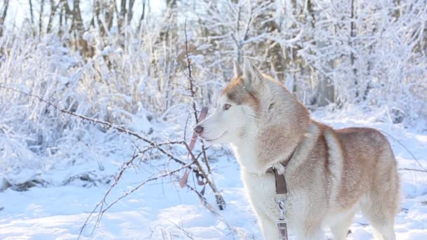 Kış Ormanında Sevimli Iri Bir Köpek — Stok video