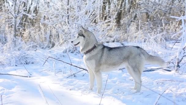 Kış Ormanında Sevimli Iri Bir Köpek — Stok video
