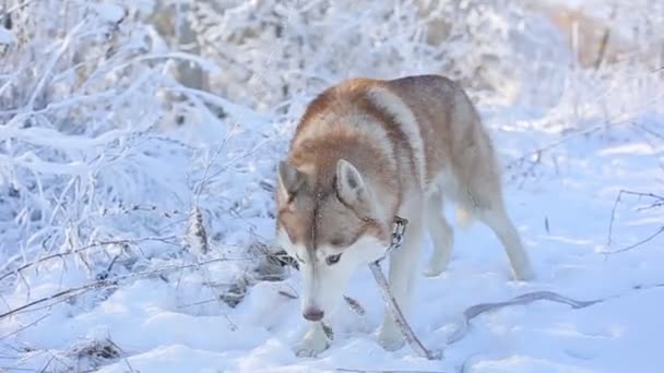 Bonito Husky Cão Inverno Floresta — Vídeo de Stock