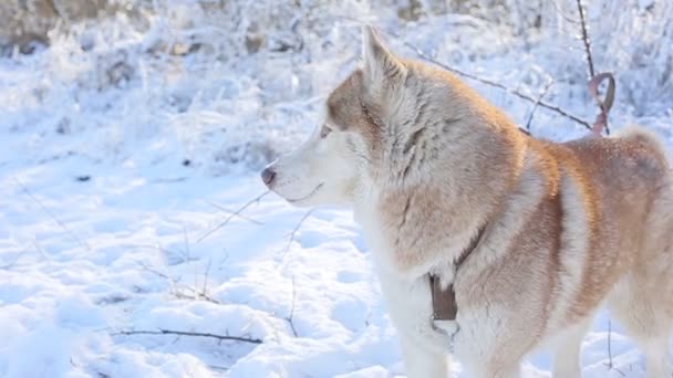 Bonito Husky Cão Inverno Floresta — Vídeo de Stock