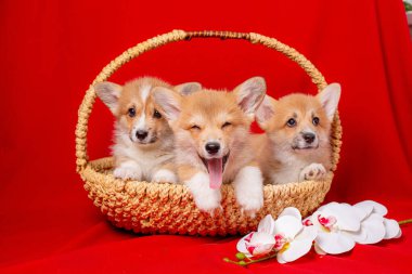 Bir grup y ve corgi yavrusu kırmızı sırtında bir sepetin içinde oturuyor.