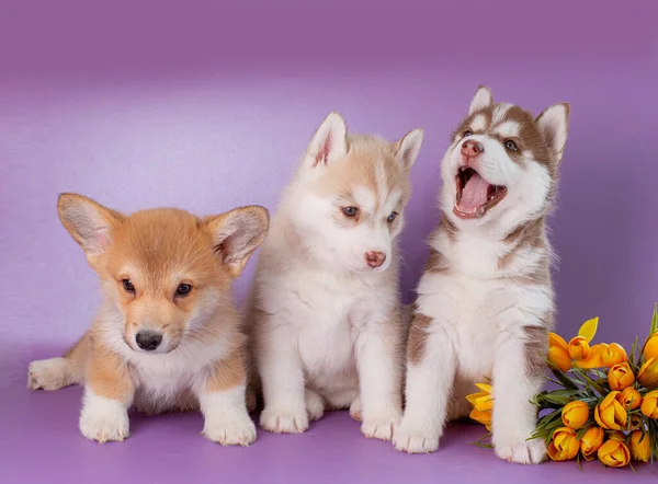Grupo Cachorros Husky Corgi Siberianos Com Flores Purp — Fotografia de Stock