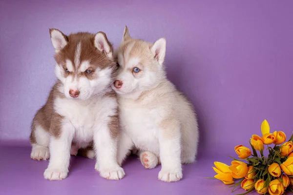 Siberiano Husky Filhotes Com Flores Fundo Roxo Studi — Fotografia de Stock