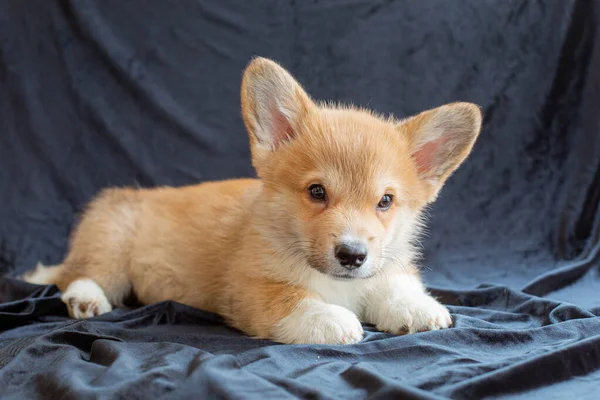 Chiot Corgi Sur Fond Noir — Photo