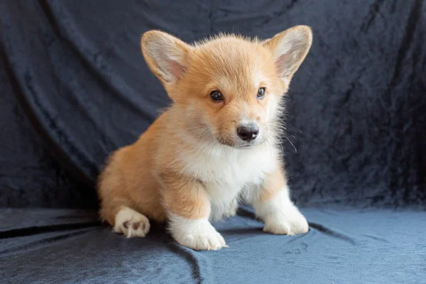 Chiot Corgi Sur Fond Noir — Photo