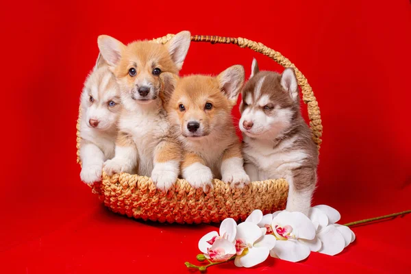 Grupo Cachorros Husky Corgi Sentam Uma Cesta Umas Costas Vermelhas — Fotografia de Stock