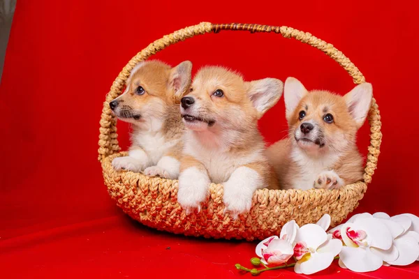 Grupo Cachorros Corgi Sentam Uma Cesta Umas Costas Vermelhas — Fotografia de Stock