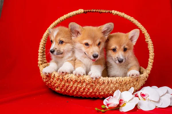Grupo Cachorros Corgi Sentam Uma Cesta Umas Costas Vermelhas — Fotografia de Stock