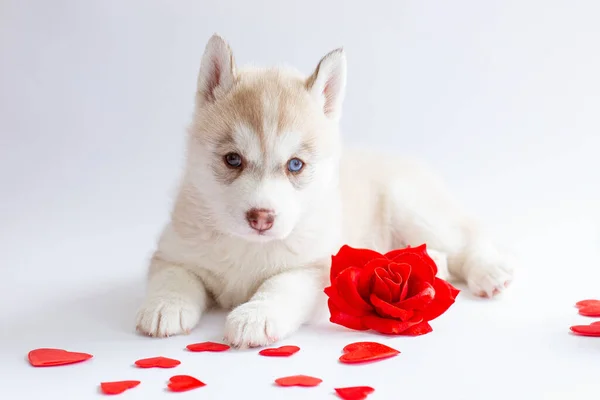 Siberian Husky Filhote Cachorro Encontra Fundo Branco Vermelho Rosa Coração — Fotografia de Stock