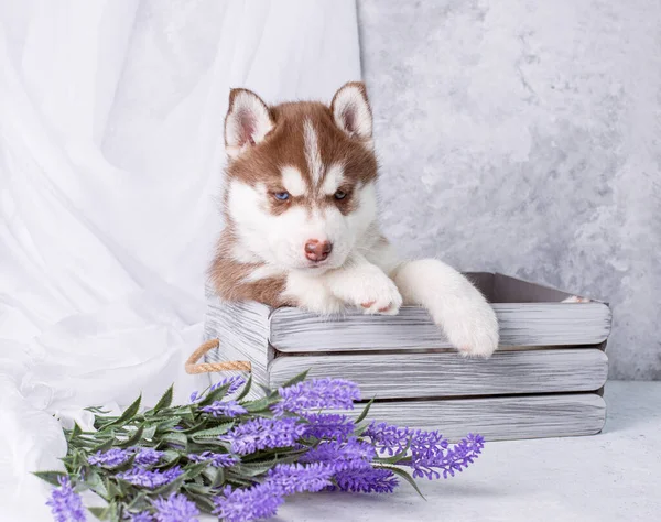 Cachorro Husky Siberiano Fundo Com Flores Lavanda — Fotografia de Stock