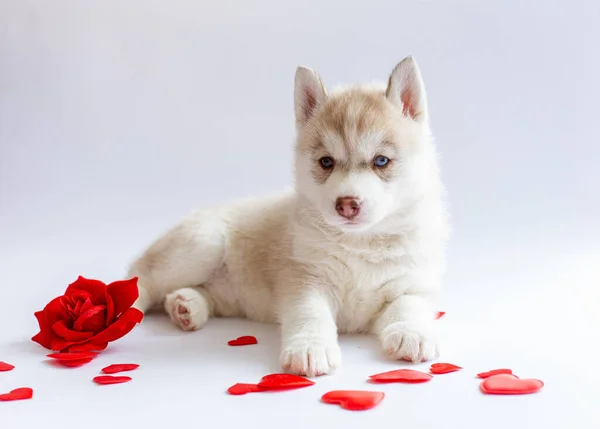 Siberiano Husky Cachorro Encuentra Fondo Blanco Rojo Rosa Corazón — Foto de Stock