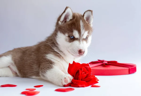 Сибирский Хаски Щенок Лежит Белом Фоне Красного Сердца Розы — стоковое фото