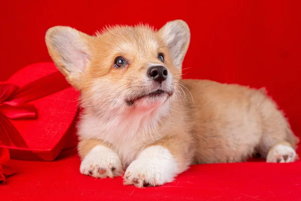 Cachorro Galés Corgi Sobre Fondo Rojo Cerca Caja Roja Forma —  Fotos de Stock