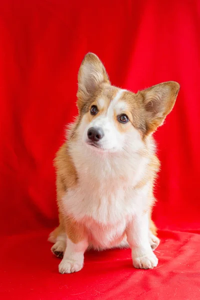 Cão Galês Corgi Fundo Vermelho Perto Caixa Vermelha Forma Coração — Fotografia de Stock