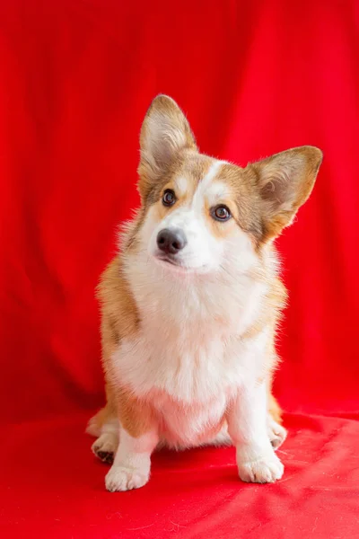 Chien Gallois Corgi Sur Fond Rouge Près Boîte Rouge Forme — Photo