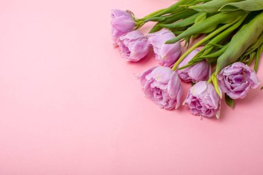 metin için pembe arkaplan üzerinde laleler