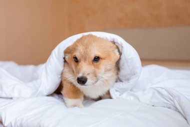 Corgi köpek yavrusu battaniyenin altındaki yatakta.