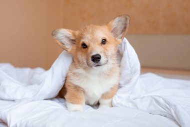 Corgi köpek yavrusu battaniyenin altındaki yatakta.