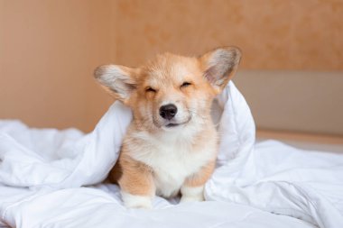 Corgi köpek yavrusu battaniyenin altındaki yatakta.