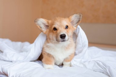 Corgi köpek yavrusu battaniyenin altındaki yatakta.