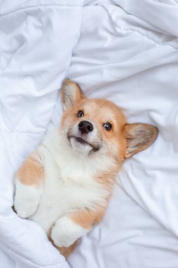 Corgi yavrusu battaniyenin altında yatar ve yatakta uyur.