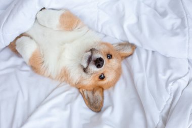 Corgi yavrusu battaniyenin altında yatar ve yatakta uyur.