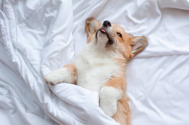 Corgi yavrusu battaniyenin altında yatar ve yatakta uyur.