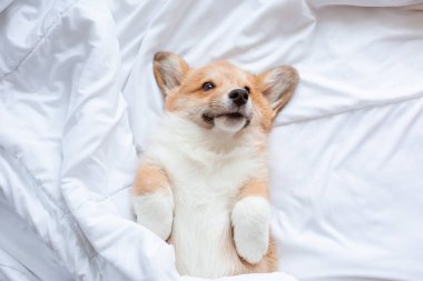 Corgi yavrusu battaniyenin altında yatar ve yatakta uyur.