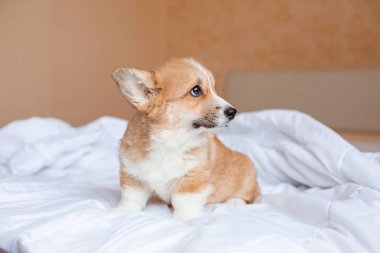 Corgi köpek yavrusu battaniyenin altındaki yatakta.