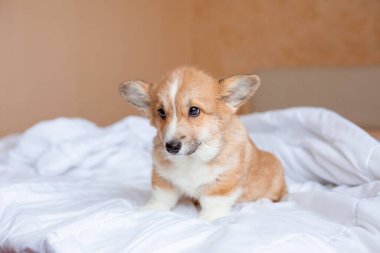 Corgi köpek yavrusu battaniyenin altındaki yatakta.