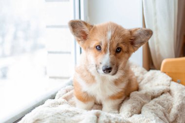 Corgi yavrusu pencereden dışarı bakıyor.