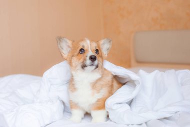 Corgi köpek yavrusu battaniyenin altındaki yatakta.