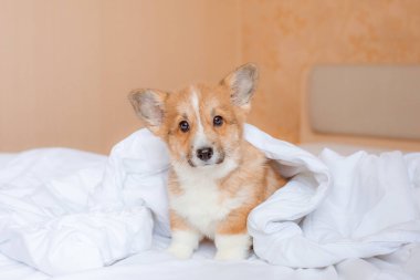 Corgi köpek yavrusu battaniyenin altındaki yatakta.