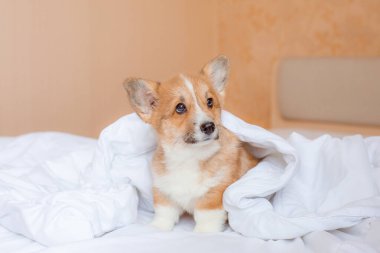 Corgi köpek yavrusu battaniyenin altındaki yatakta.
