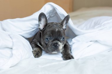 Bir Fransız bulldog köpeği evdeki battaniyenin altında yatar.