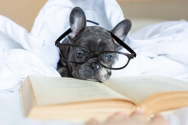 A French bulldog puppy with glasses is lying at home on the bed under the blanket with a book