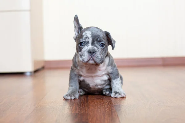 French Bulldog Puppy Home Floor — Stock Photo, Image