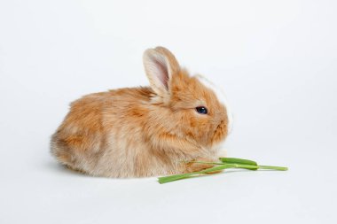 Beyaz arka planda izole edilmiş çimen yiyen küçük şirin Paskalya Tavşanı
