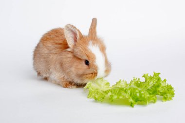 Beyaz arka planda izole edilmiş marul yaprağı yiyen tatlı Paskalya Tavşanı.