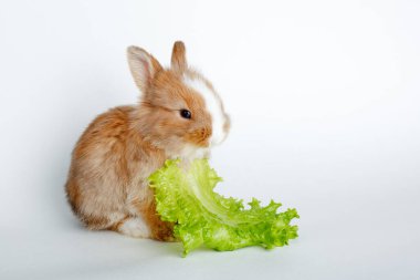 Beyaz arka planda izole edilmiş marul yaprağı yiyen tatlı Paskalya Tavşanı.