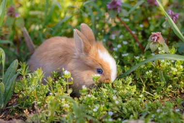 Küçük sevimli tavşan dışarıda ot yiyor.